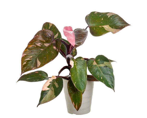 pianta di philodendron pink princess, foglie di philodendron erubescens, isolate su fondo bianco, con percorso di ritaglio - guance rosa foto e immagini stock