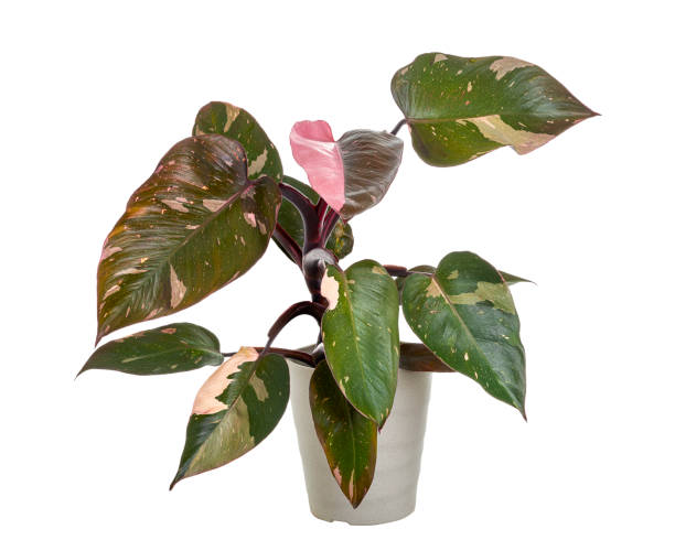 Philodendron Pink Princess plant, Philodendron Erubescens leaves, isolated on white background, with clipping path Philodendron Pink Princess plant, Philodendron Erubescens leaves, isolated on white background, with clipping path rosy cheeks stock pictures, royalty-free photos & images