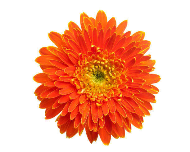 istock Barberton daisy flower, Gerbera jamesonii, isolated on white background, with clipping path 1413022783