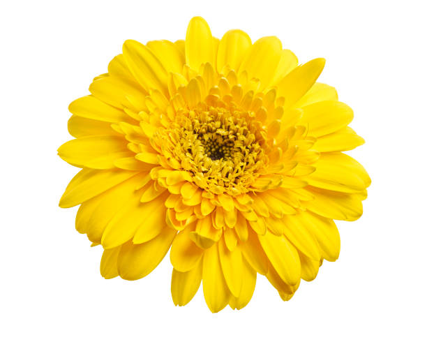 istock Barberton daisy flower, Gerbera jamesonii, isolated on white background, with clipping path 1413022835