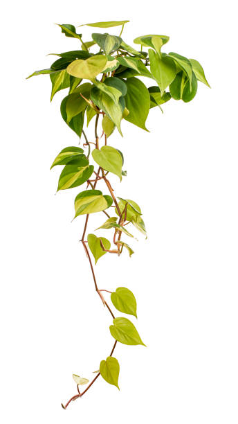 istock Philodendron Brasil leaves, Philodendron hederaceum plant, isolated on white background, with clipping path 1413022895