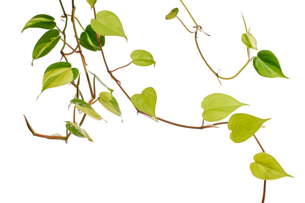 istock Philodendron Brasil leaves, Philodendron hederaceum plant, isolated on white background, with clipping path 1413022906