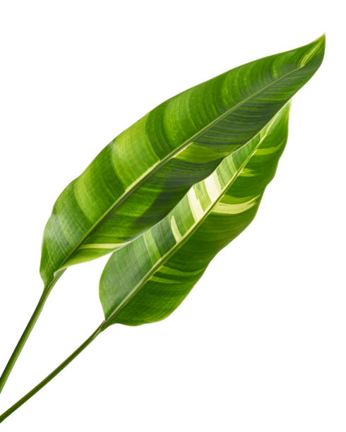 istock Heliconia variegated foliage, Exotic tropical leaf isolated on white background, with clipping path 1413022918