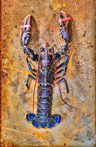 Alive Fresh Lobster on a metal background