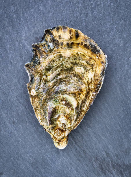 istock fresh raw oyster clams isolated and ready to eat 1413023859