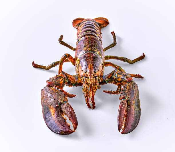 istock Alive Fresh Lobster on a white background. 1413023951