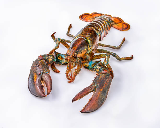 istock Alive Fresh Lobster on a white background. 1413023975