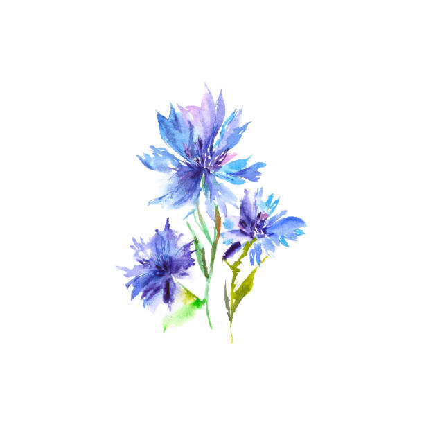 수채화 옥수수 꽃과 
데이지. 파란색 그리기 꽃. 야생화 꽃다발. - 3675 stock illustrations