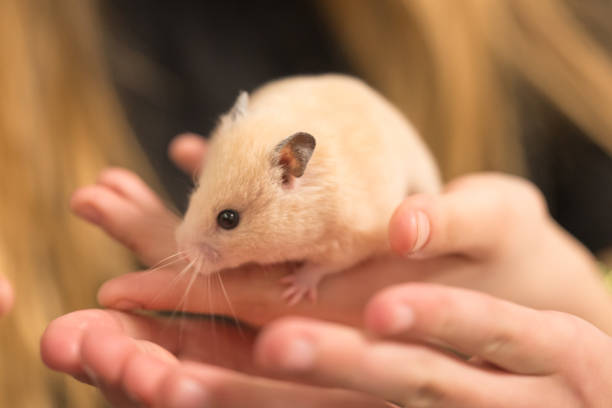 istock Pet hamster in the hands of a child. 1413025564
