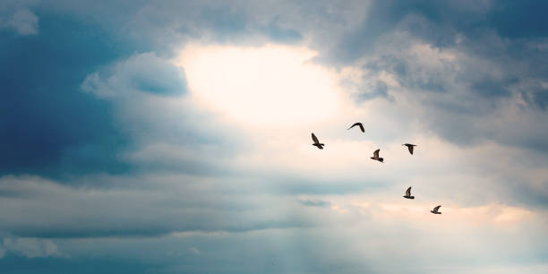 istock birds flying to the light hold on the cloud with light ray on blue sky background, 1413026345