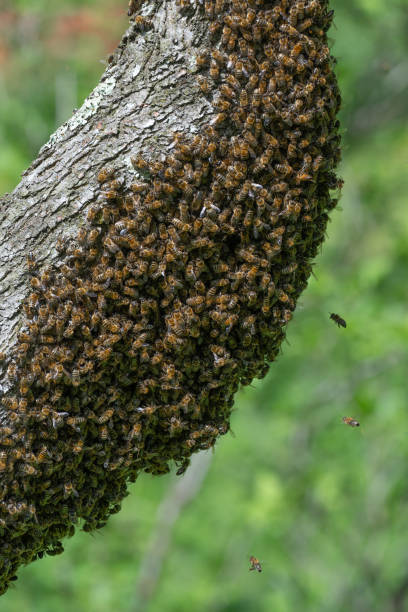istock Honey bees swarm on trees, insects are workers. 1413026364