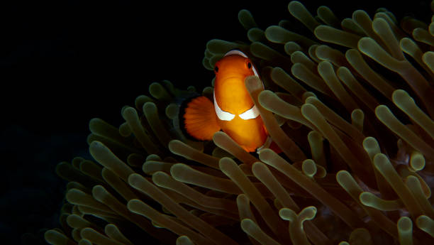 istock Beautiful Philippines underwater pictures 1413026435