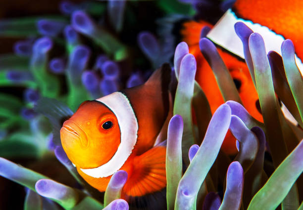 istock Beautiful Philippines underwater pictures 1413026443