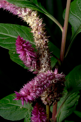 Purple amaranth flower clseup