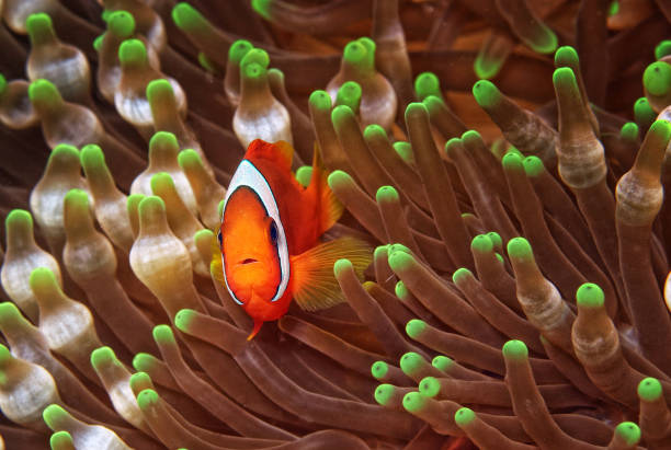 istock Beautiful Philippines underwater pictures 1413026551