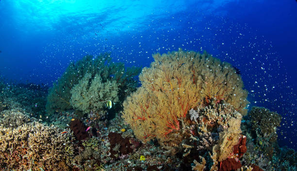 istock Beautiful Philippines underwater pictures 1413026648