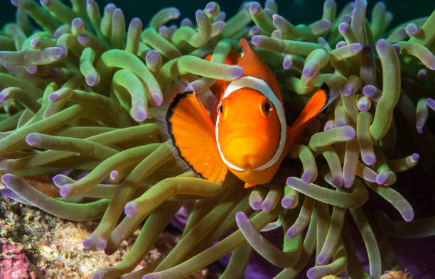 istock Beautiful Philippines underwater pictures 1413026730