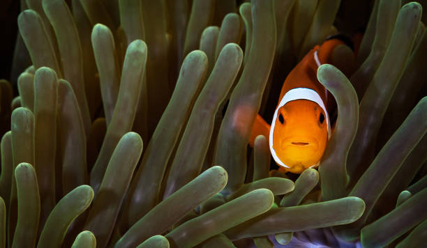 istock Beautiful Philippines underwater pictures 1413026777