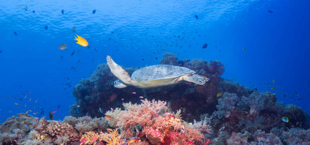 istock Beautiful Philippines underwater pictures 1413026809