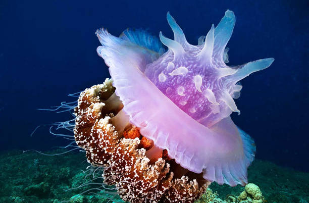 istock Beautiful Philippines underwater pictures 1413026826