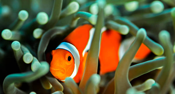 istock Beautiful Philippines underwater pictures 1413026927