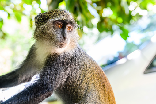 Colobus monkey at the Jozani forest. Zanzibar, Tanzania