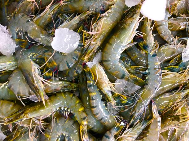 istock Most fresh shrimp in fresh market 1413029047