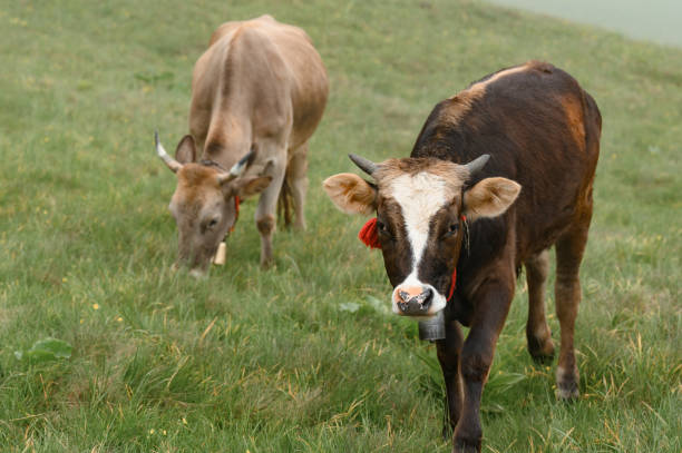 Cows with bells around their necks graze on Ukrainian meadows in the mountains, cows graze in the fog.