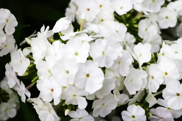 Closeup of white phlox's. Beautiful flowers white phlox's