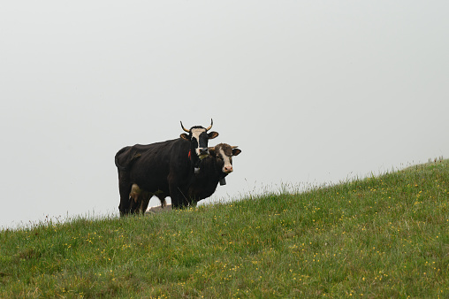 Mountain cow wearing a cowbell,walking on a meadow.