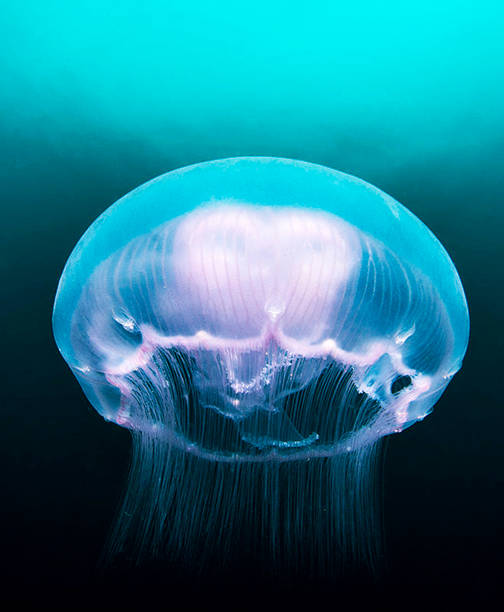 istock Beautiful Philippines underwater pictures 1413029484