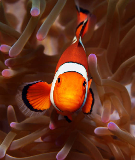 istock Beautiful Philippines underwater pictures 1413029489