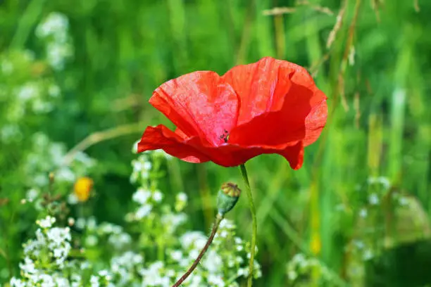 close up of red poppy flower in a field