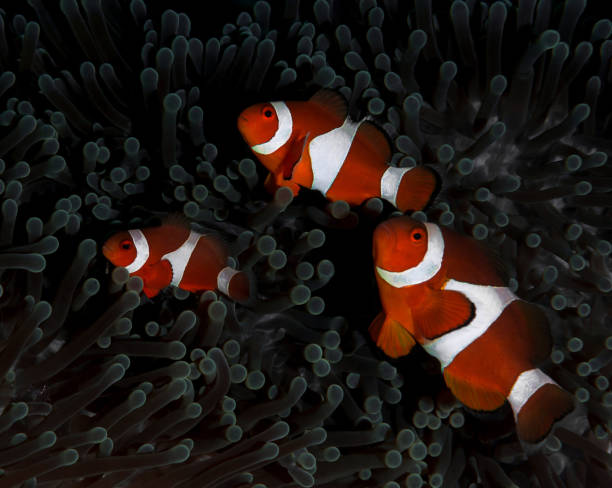 istock Beautiful Philippines underwater pictures 1413030774