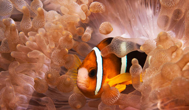 istock Beautiful Philippines underwater pictures 1413030853