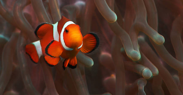 istock Beautiful Philippines underwater pictures 1413030989
