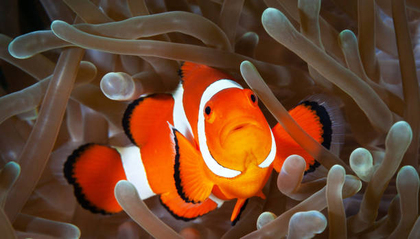 istock Beautiful Philippines underwater pictures 1413031139