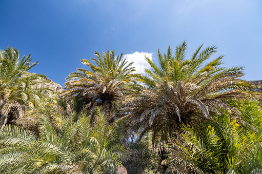 Palm Trees at Preveli Gorge in Agios Vasilios Municipality on Crete, Greece