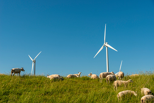Dutch wind turbines with herd of sheep in the front, low angle view