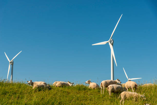 istock Sheep and wind turbines in the Netherlands 1413031417