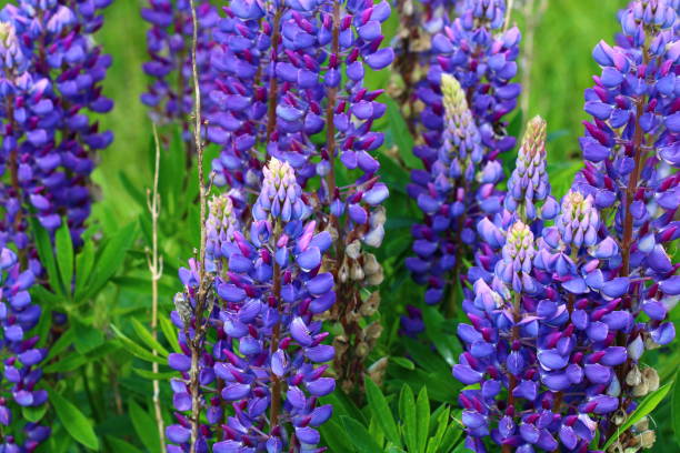 istock Large-leaved lupine, big-leaved lupine (Lupinus polyphyllus) 1413032647