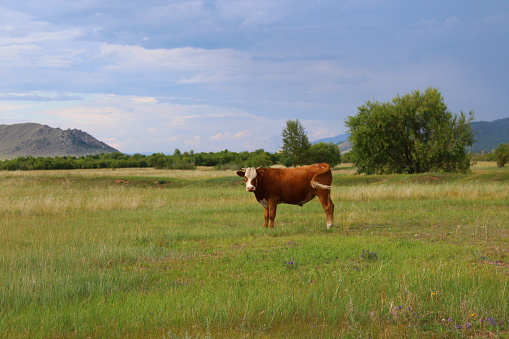 Herd of Cows Grazing on Spring Meadow