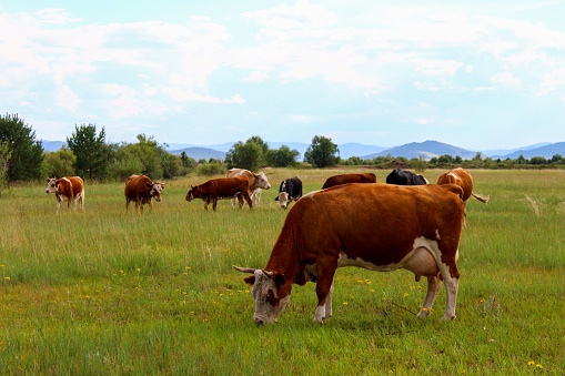 Herd of Cows Grazing on Spring Meadow