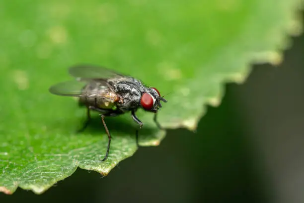 Photo of Fly with bright red eyes on the green leaf