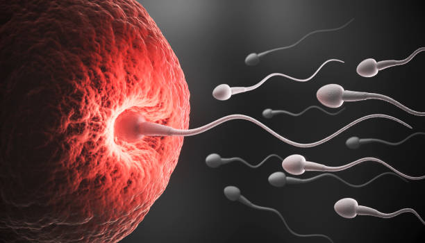 istock Sperm directed towards the egg bubble, Natural fertilization.3d illustration 1413033852