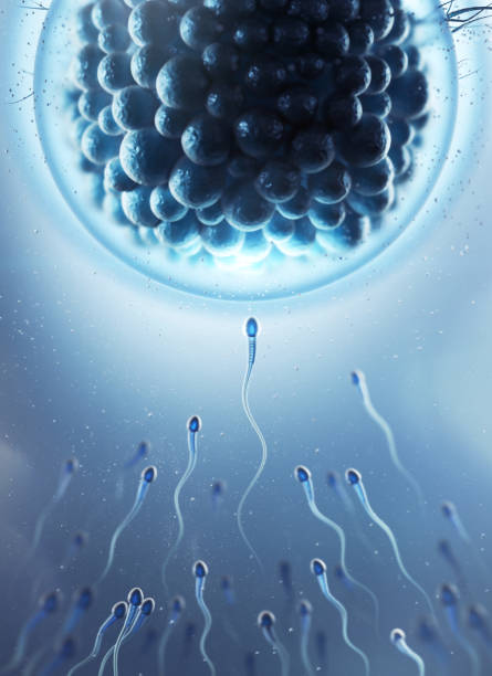 istock Sperm directed towards the egg bubble, Natural fertilization.3d illustration 1413033855