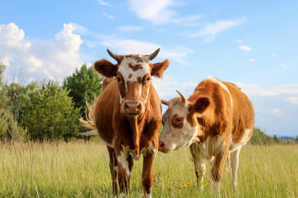 istock Cow portrait, Cattle looking at camera while grazing on summer meadow 1413034064
