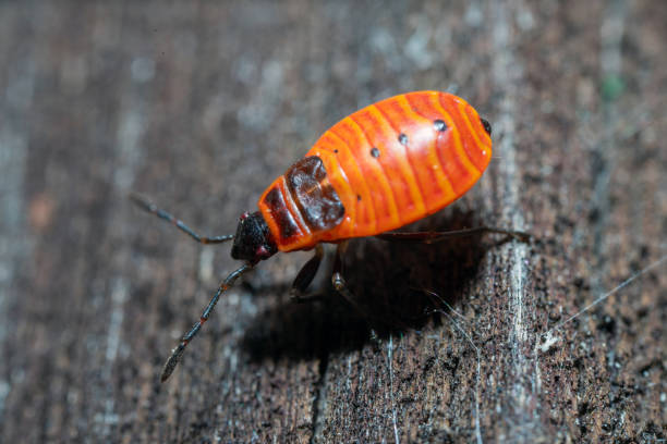 Orange bug on the wooden background, extreme close-up