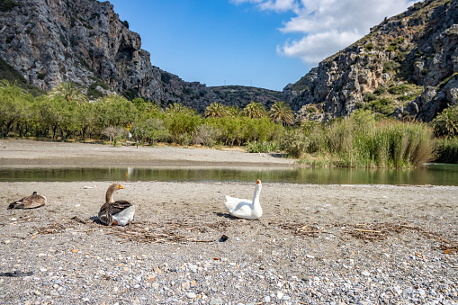 Greylag Goose on Preveli Beach at Agios Vasilios Municipality in Crete, Greece