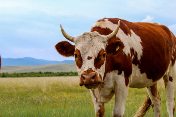 istock Cow portrait, Cattle looking at camera while grazing on summer meadow 1413034431